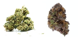 bunga ganja | bagian tanaman ganja